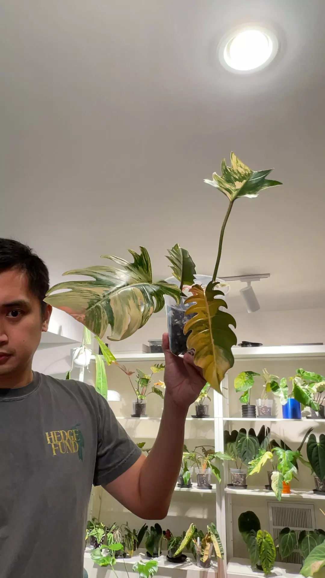 (EJHN) - P. Caramel Marble thumbnail