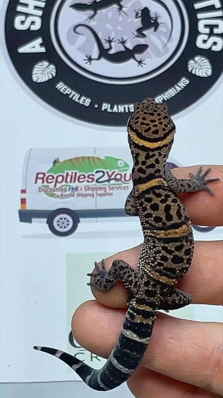 bawanglingensis male thumbnail