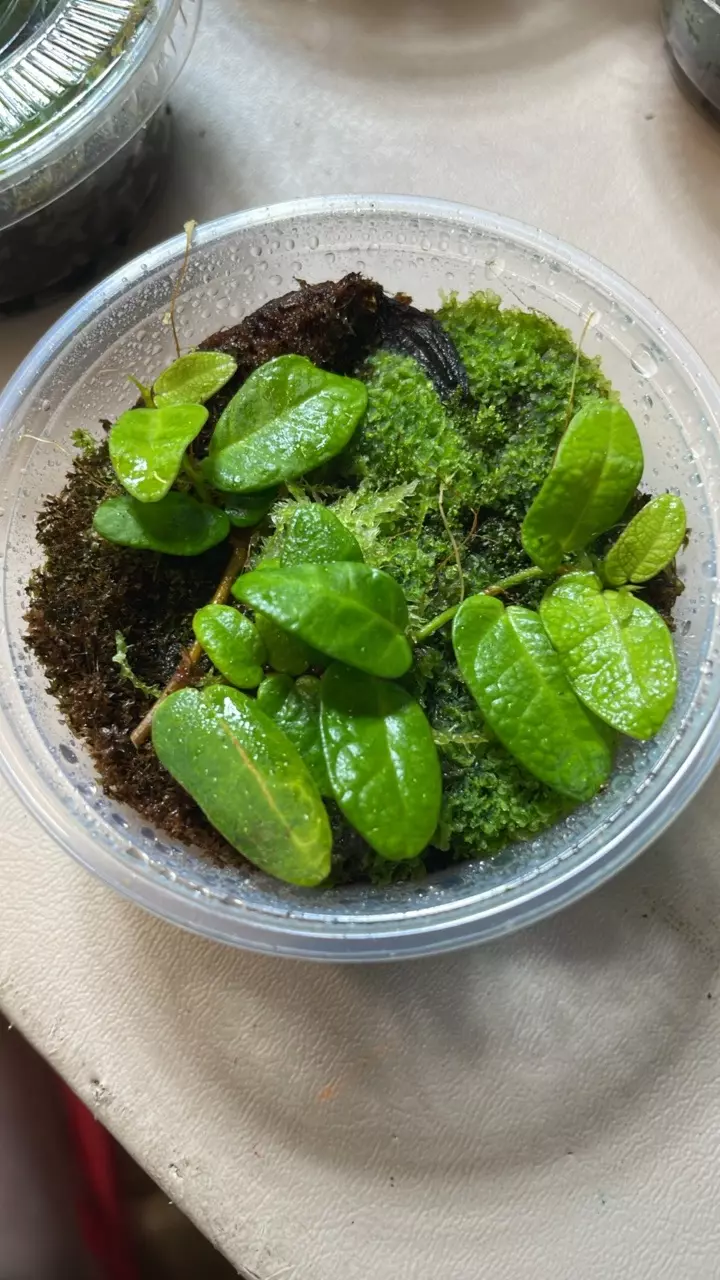 Borneo Ficus thumbnail