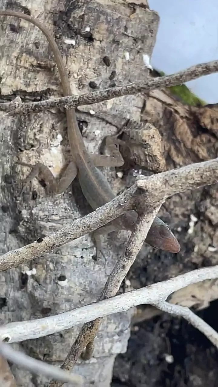 ‘ghost’ Anolis pogus thumbnail