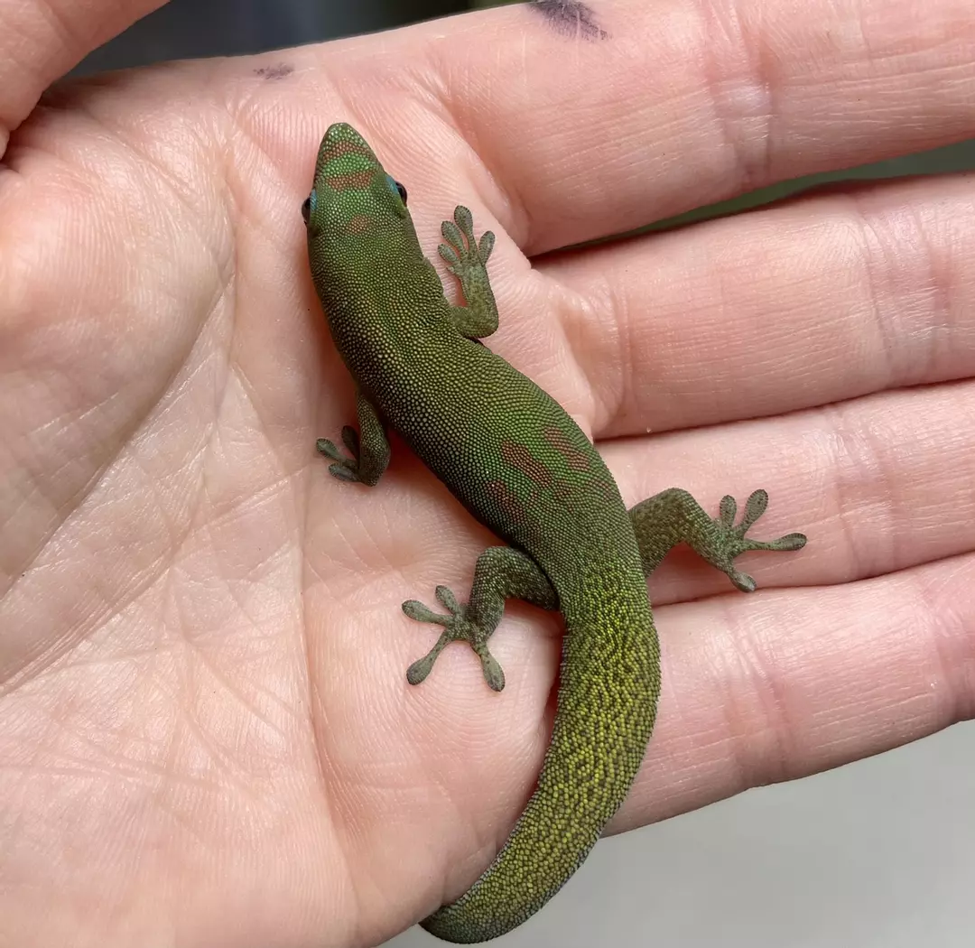 RTB female gold dust thumbnail