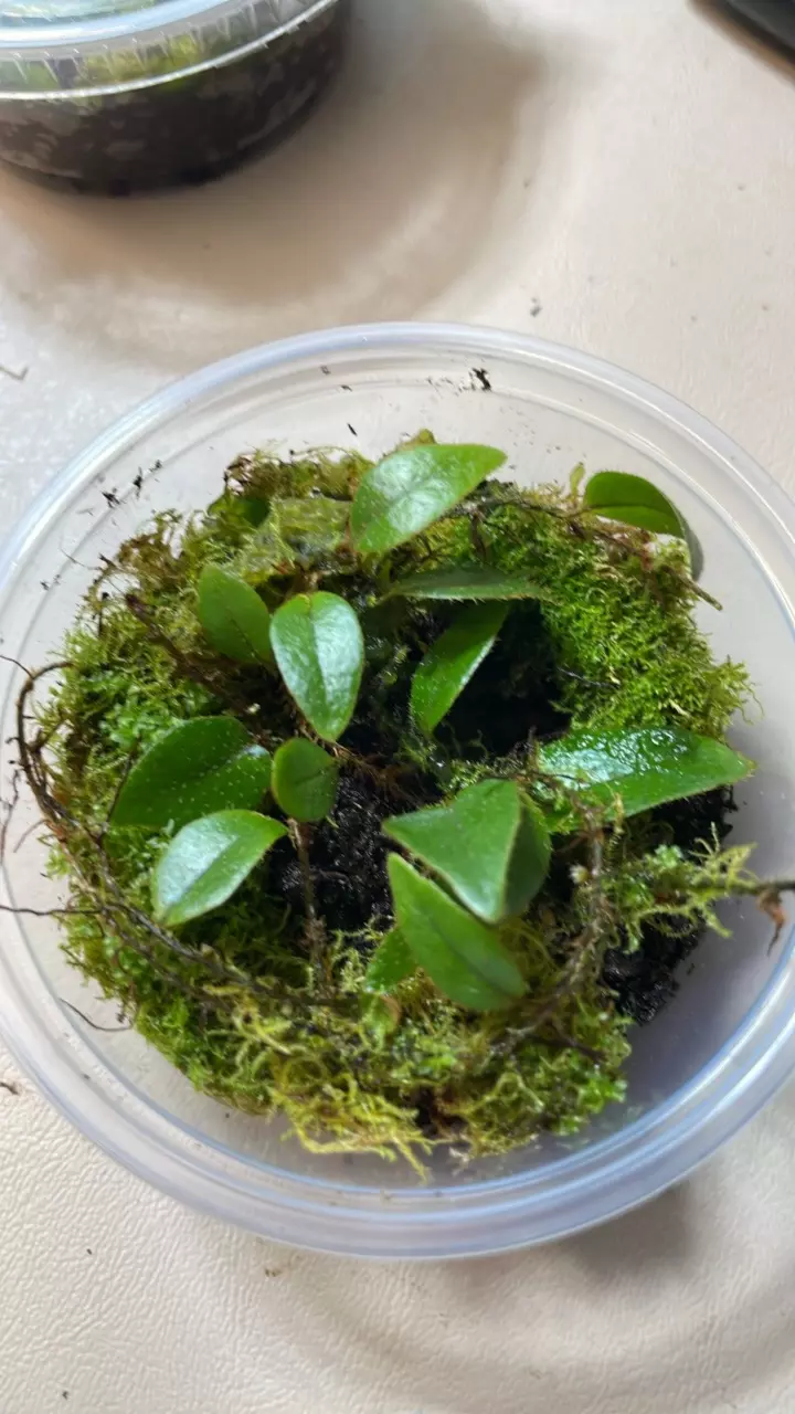 microgramma reptans #6 thumbnail