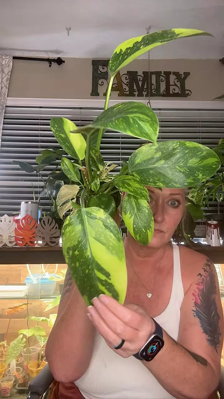 Green conga thumbnail