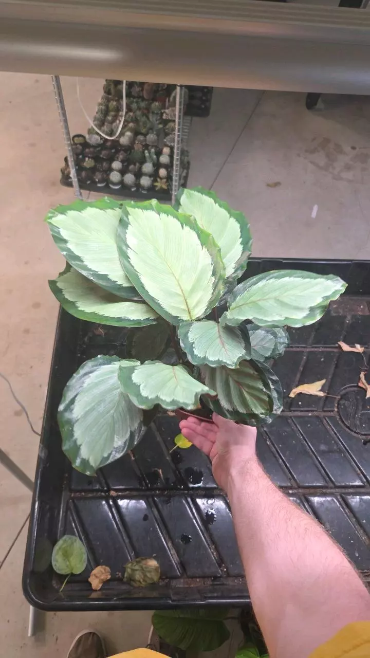 Calathea Roseopicta Corona - Seller's Choice thumbnail