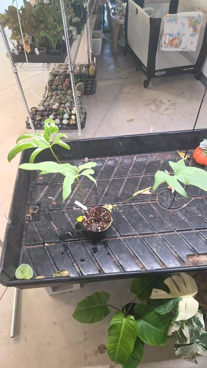 Anthurium Pedatum - Exact Plant thumbnail