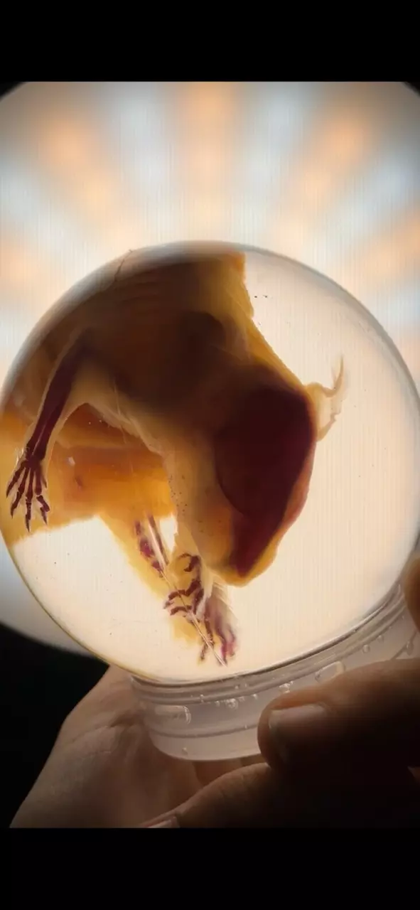 Ethically Sourced Medium Diaphonized Hamster thumbnail