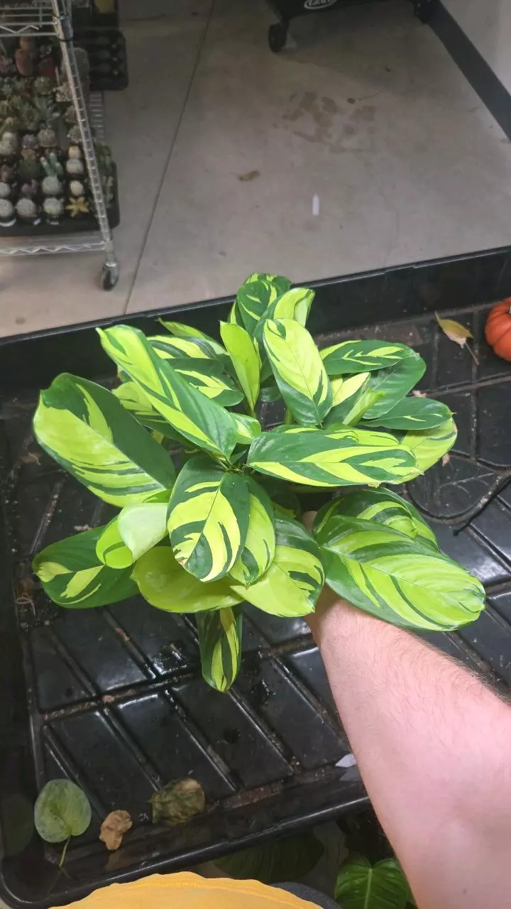 Calathea Pilosa - Seller's Choice thumbnail