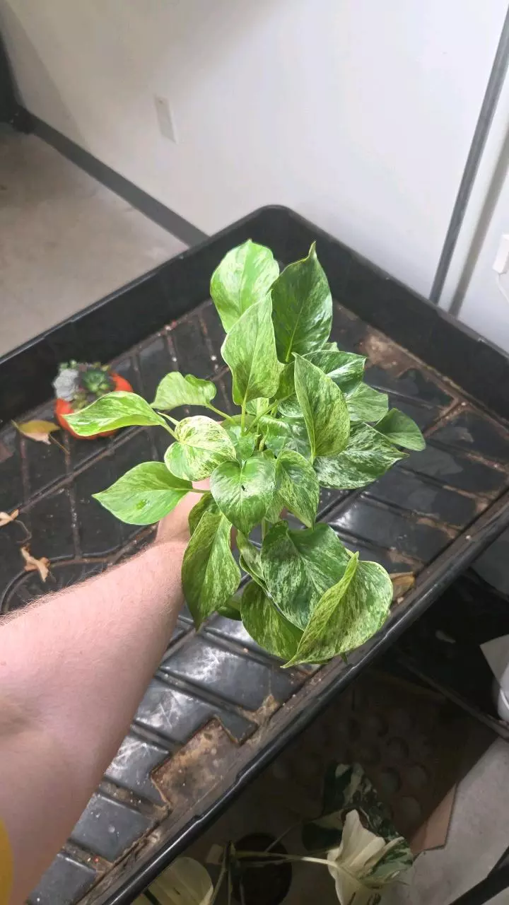 Pothos Marble - Seller's Choice thumbnail