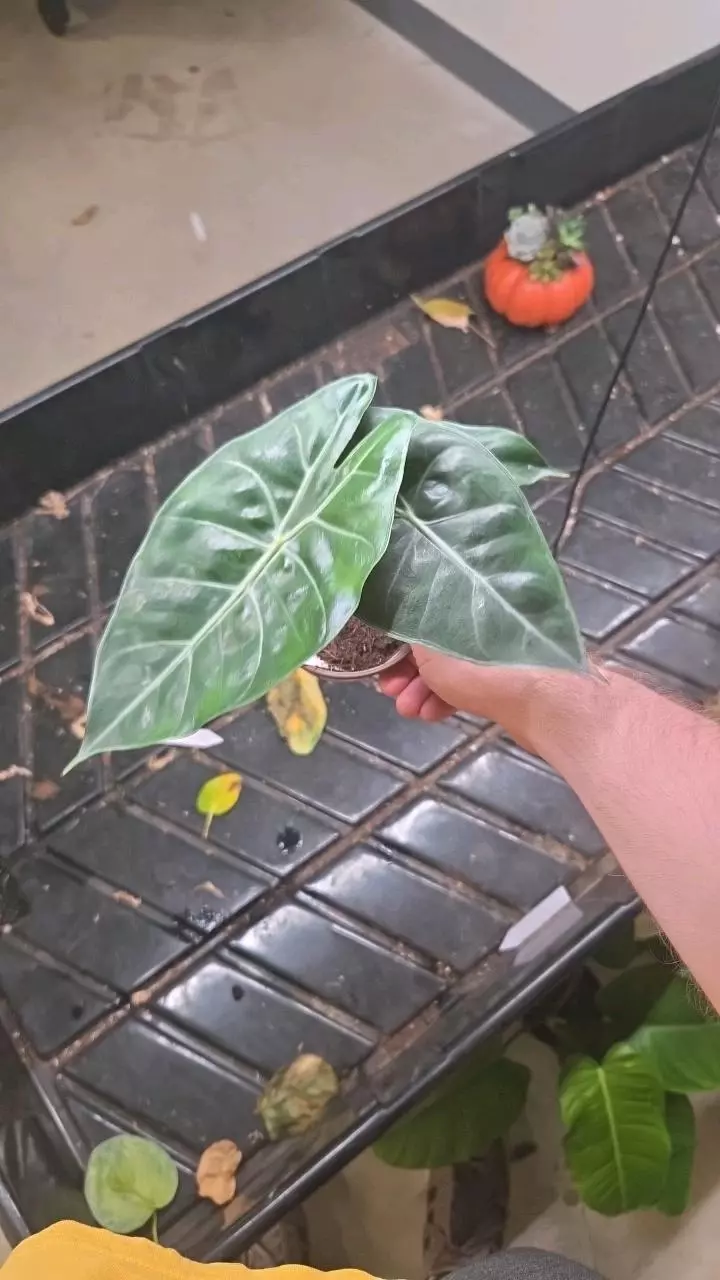 Alocasia Pink Dragon - Seller's Choice thumbnail