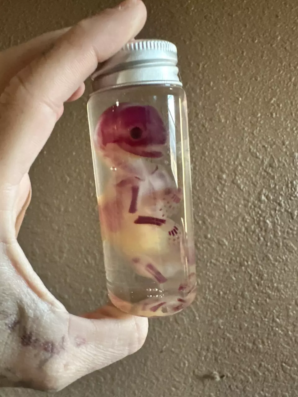ethically sourced Diaphonized kitten fetal wet specimen thumbnail