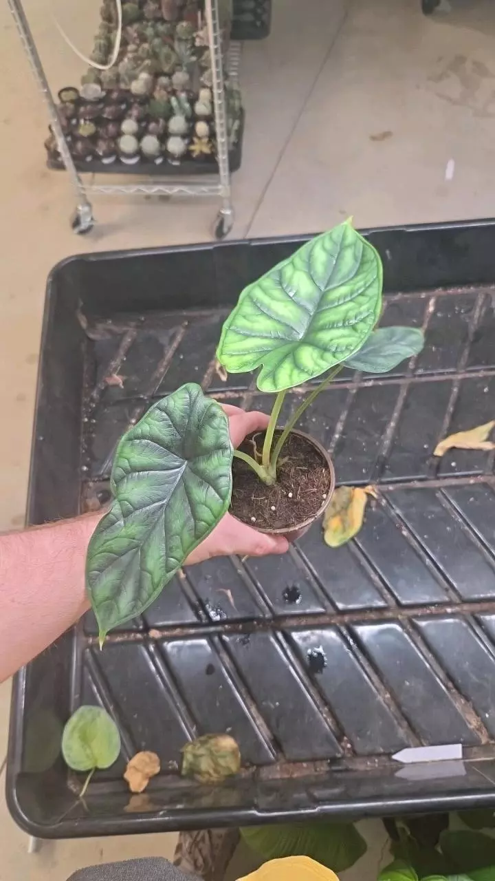 Alocasia Dragon Scale - Seller's Choice thumbnail