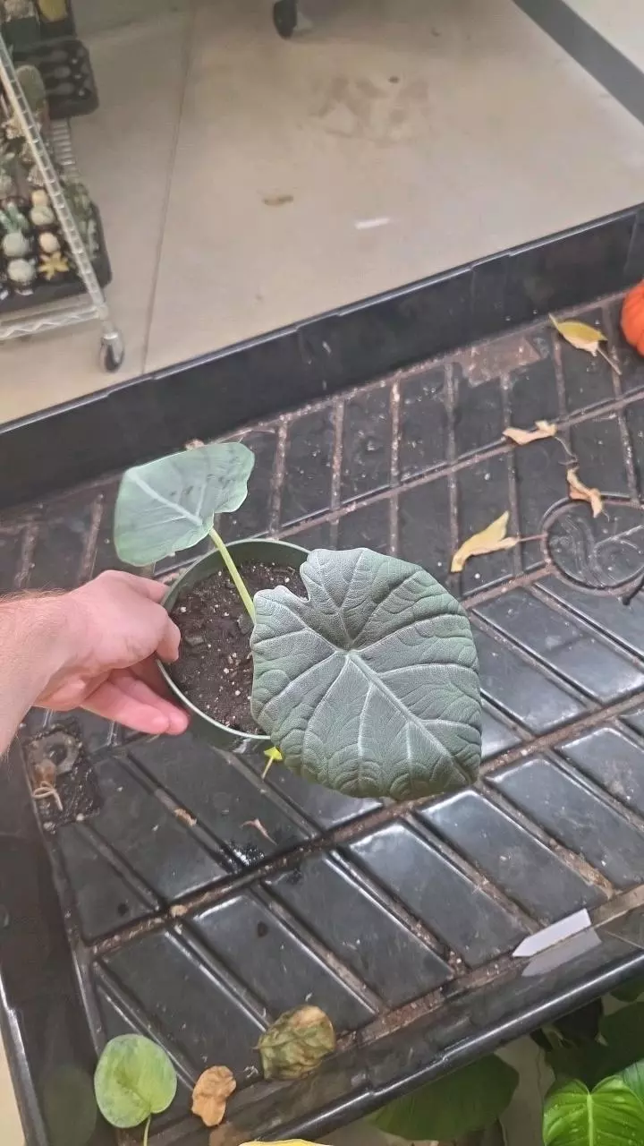 Alocasia Maharani - Exact Plant thumbnail
