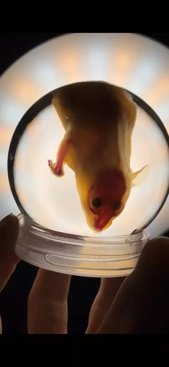 Ethically Sourced Small Diaphonized Hamster thumbnail