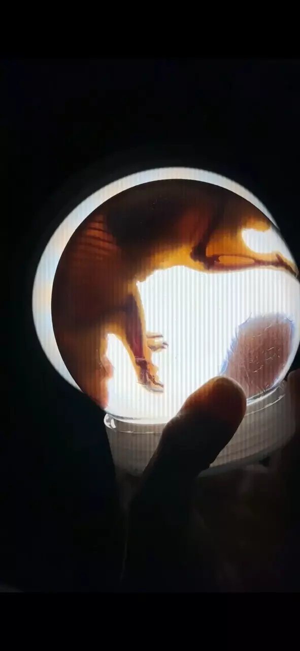 Ethically Sourced Large Diaphonized Hamster Wet Specimen thumbnail