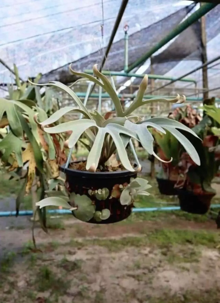 Platycerium Hakuna Matata pup thumbnail