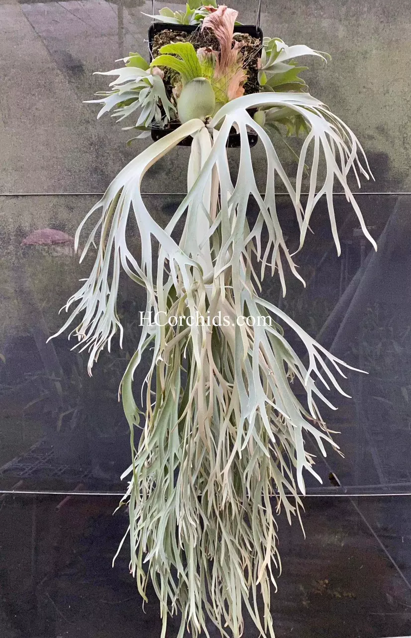 Platycerium Willinckii Moonlight spore thumbnail