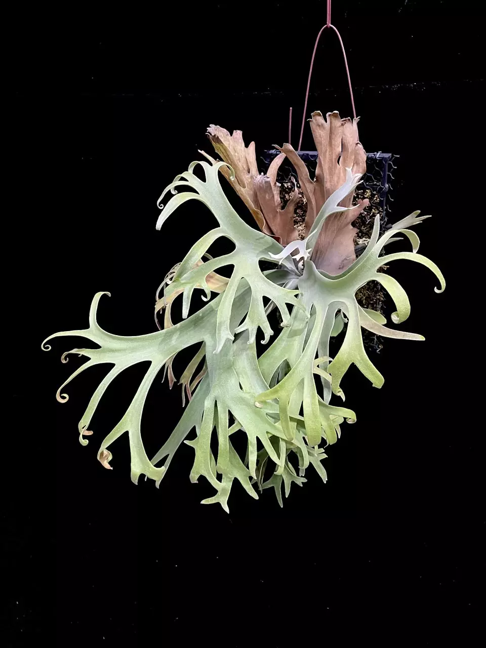 Platycerium Sa Sa Ya spore thumbnail