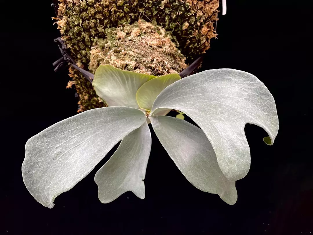 Platycerium White Tiger thumbnail