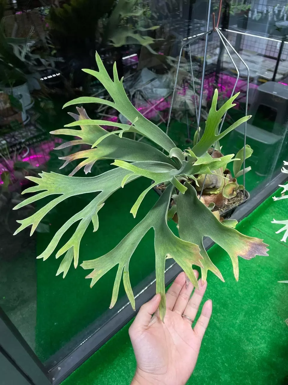 Platycerium White Wing select #2 pup thumbnail