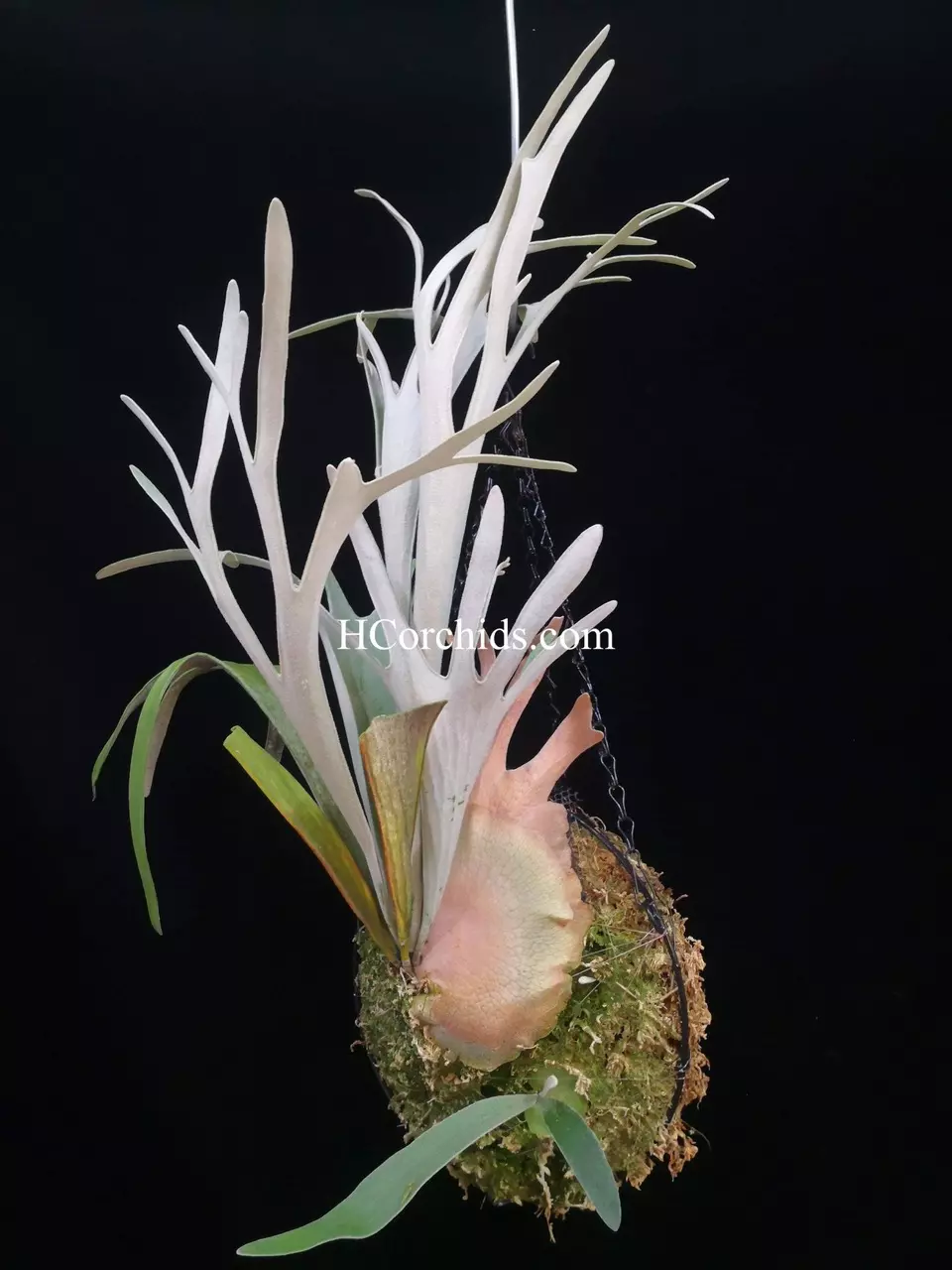 Platycerium Veitchii Sliver thumbnail