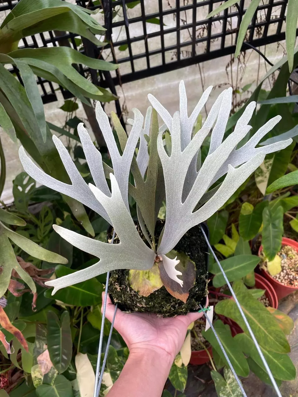 Platycerium Moonlight SBD#1 spore thumbnail