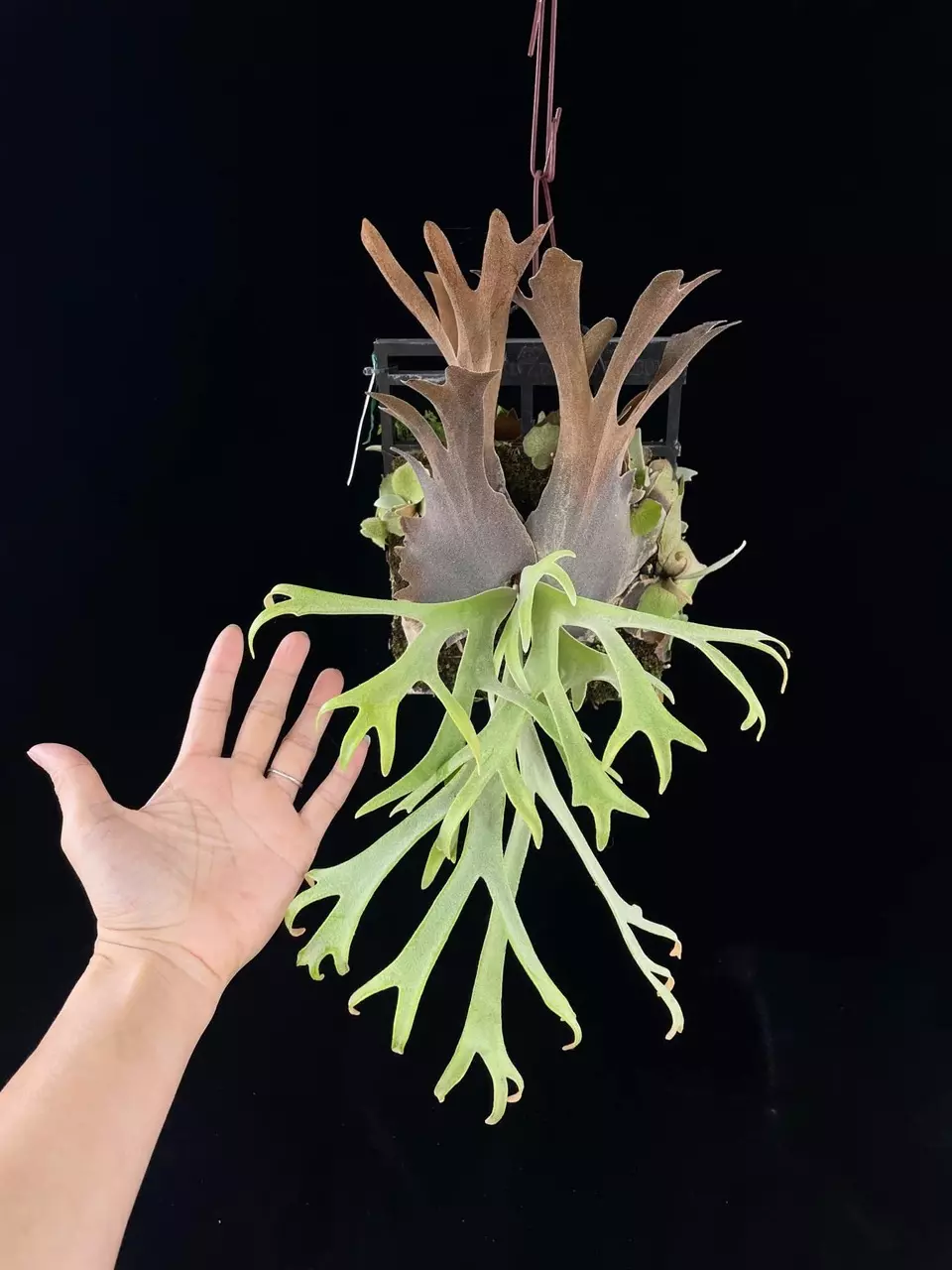 Platycerium Willinckii #37(5.1) spore select thumbnail