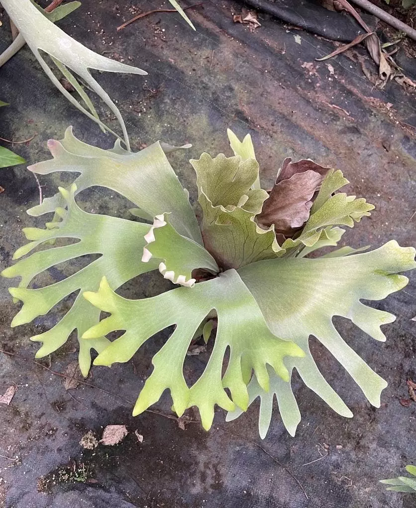 Platycerium Aor Chao thumbnail