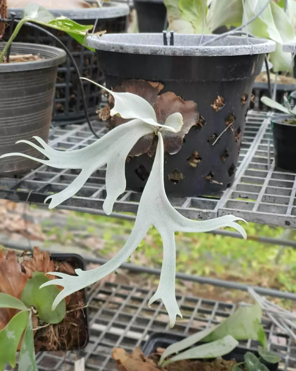 Platycerium Willinckii One Piece spore thumbnail