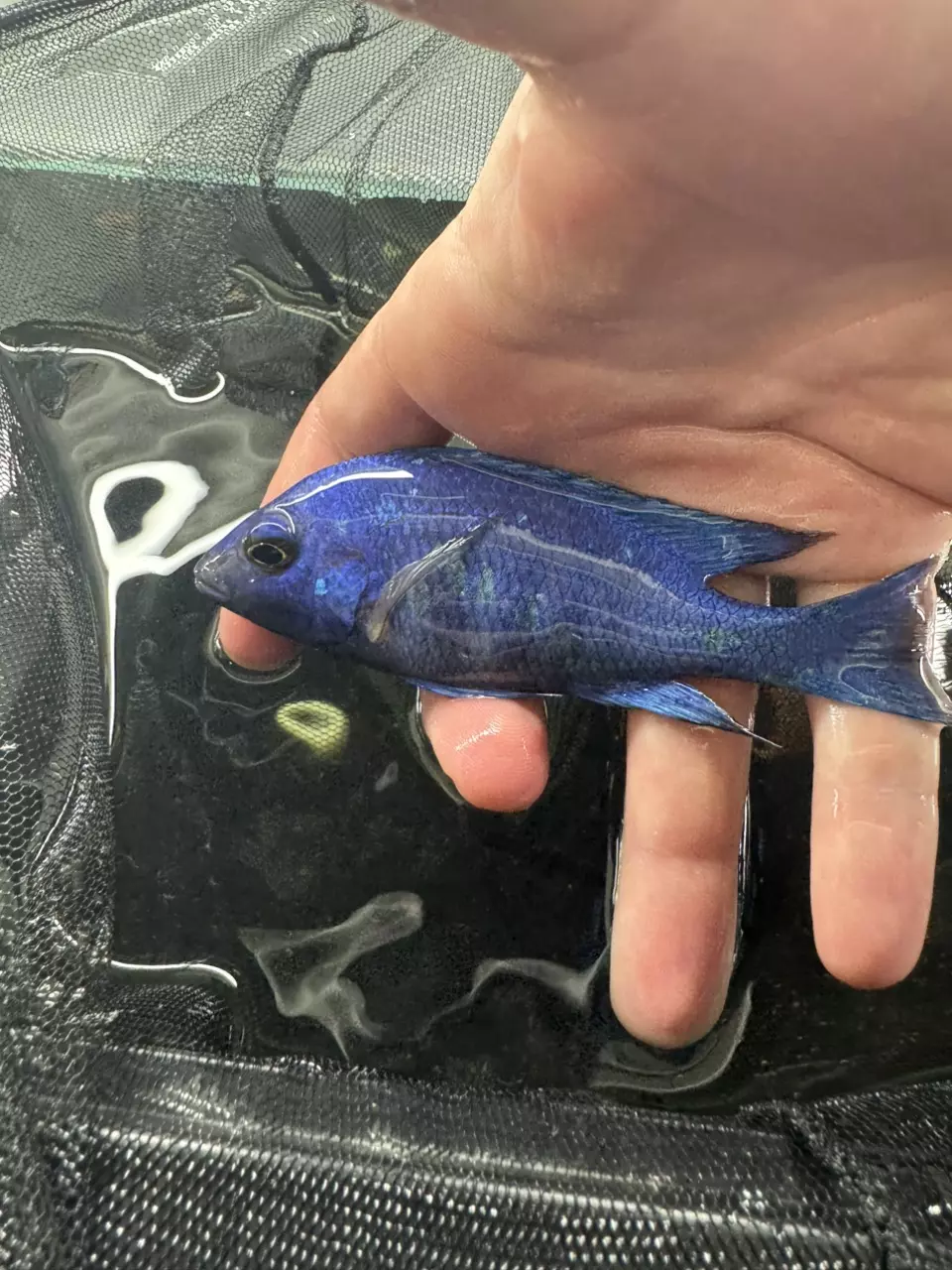 4.25” Star Sapphire Males thumbnail