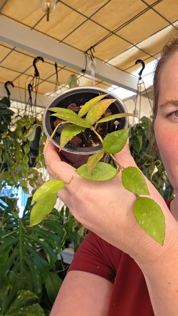 caudata sumatra thumbnail