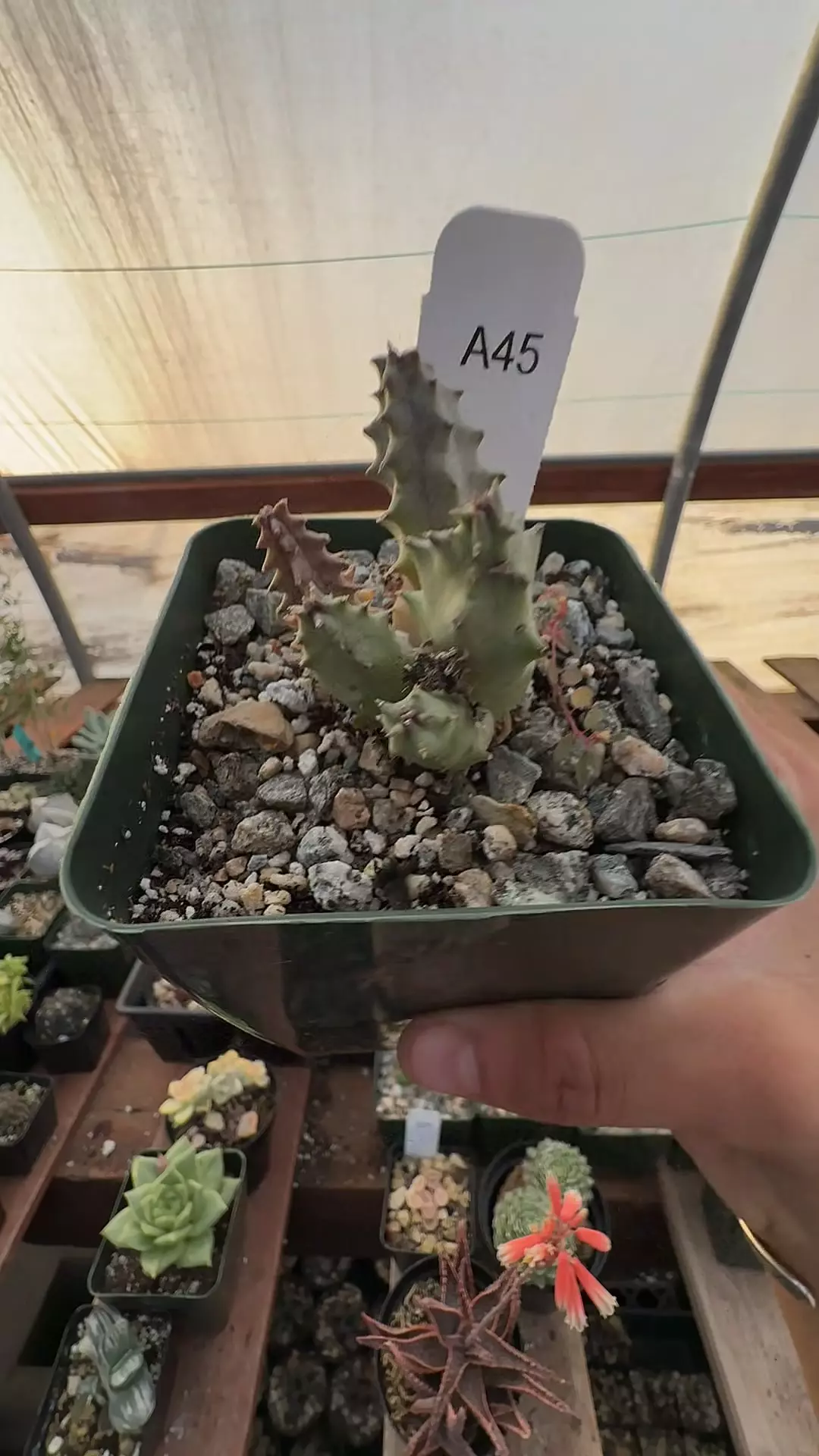 stepelia gc thumbnail