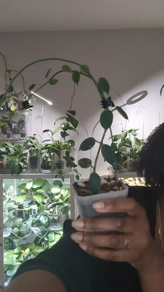 lithophytica thumbnail