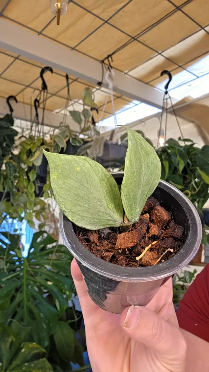 h. silver polyneura thumbnail