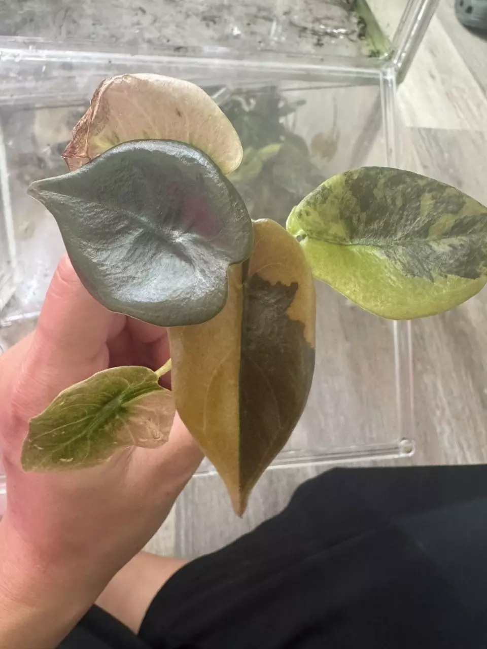 Peorder CUPREA LATTE TC GROWERS CHOICE arrives end of March thumbnail