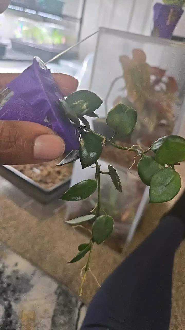 <Bryce> 020 Hoya Asami Clone 2 thumbnail