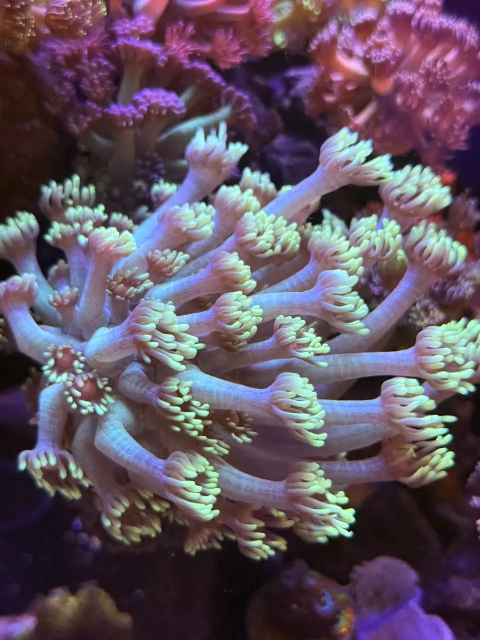 Ultron Goniopora thumbnail