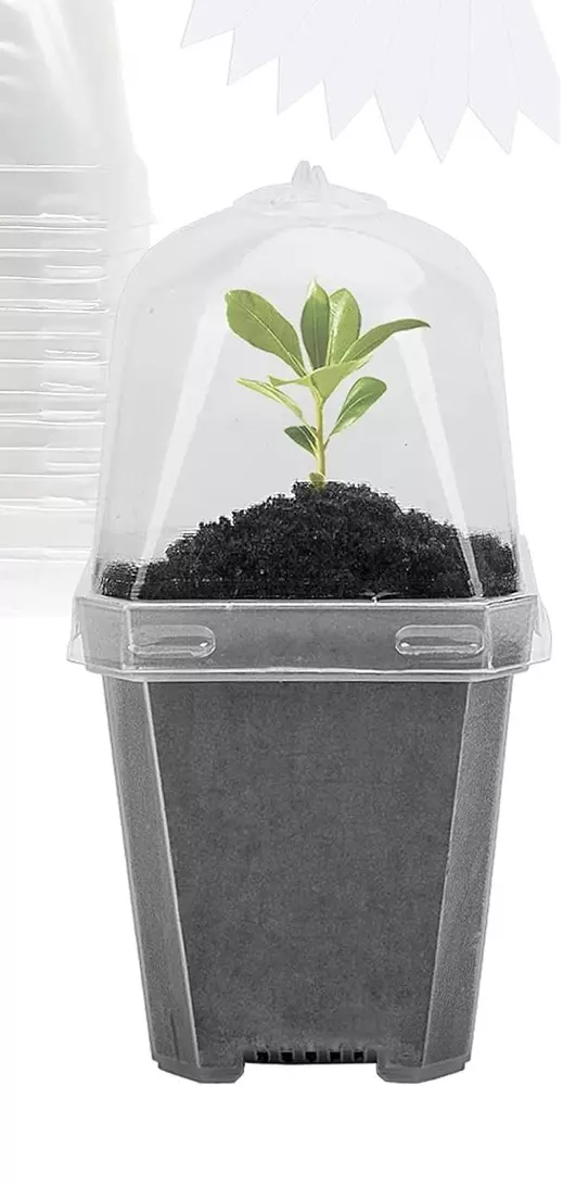 Single Acclimation Cup with Medium thumbnail