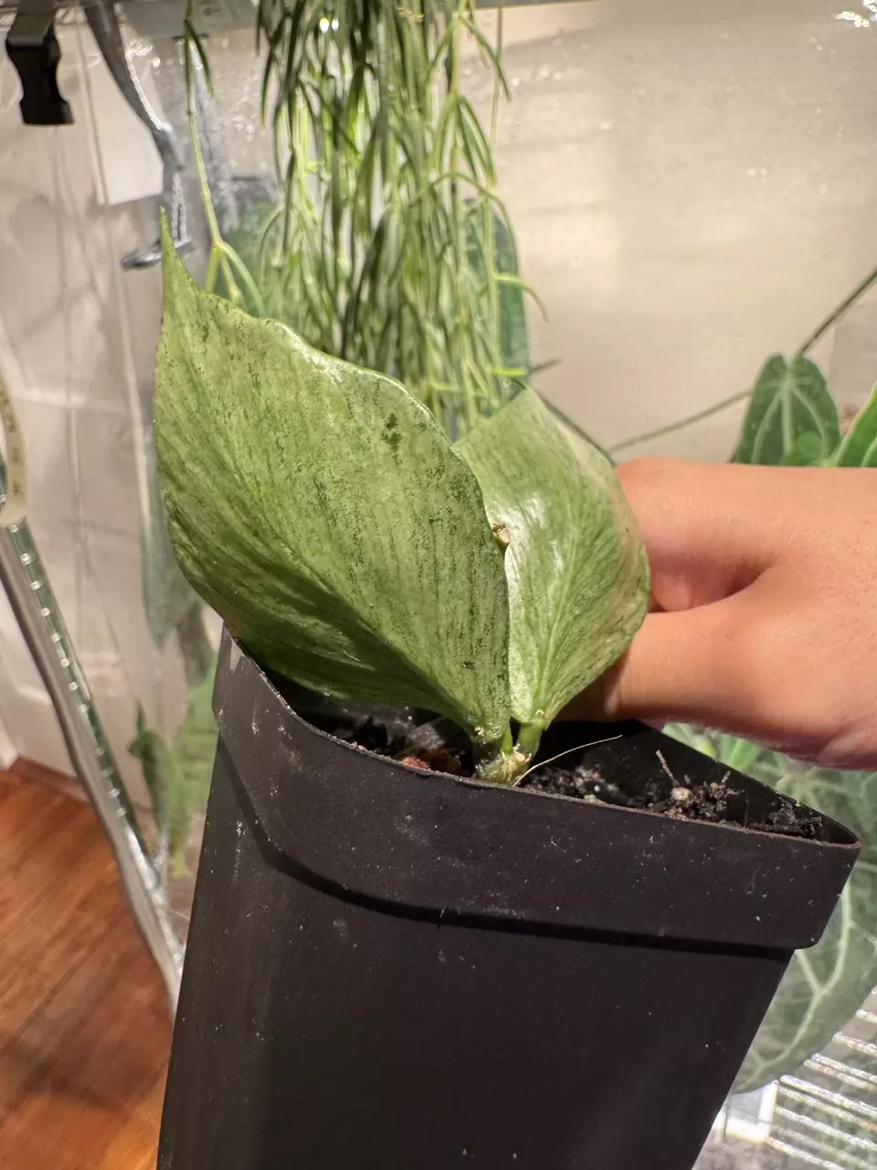 14 Hoya Polyneura Silver thumbnail