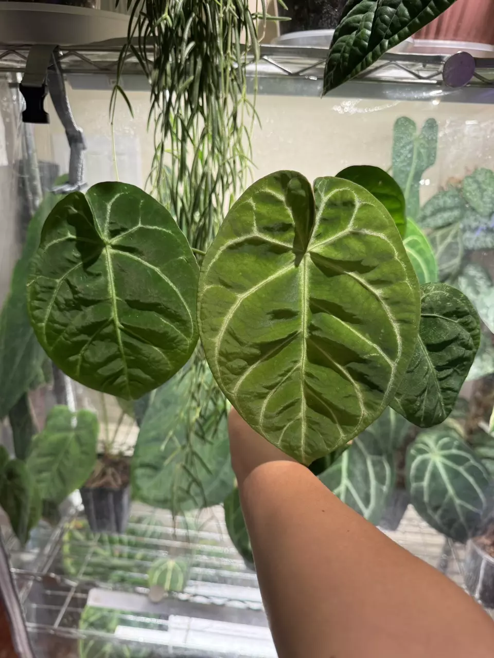 04 Magnificum x Forgetii thumbnail