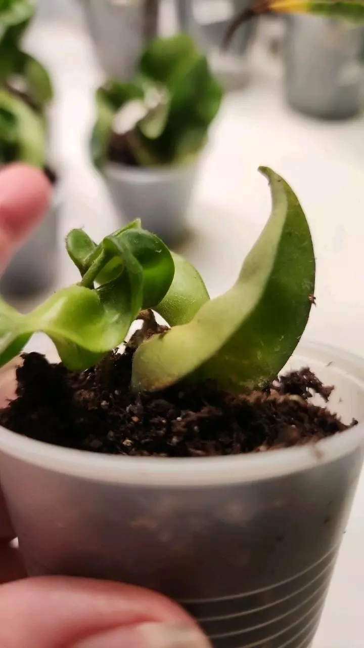 Hoya hindu rope thumbnail