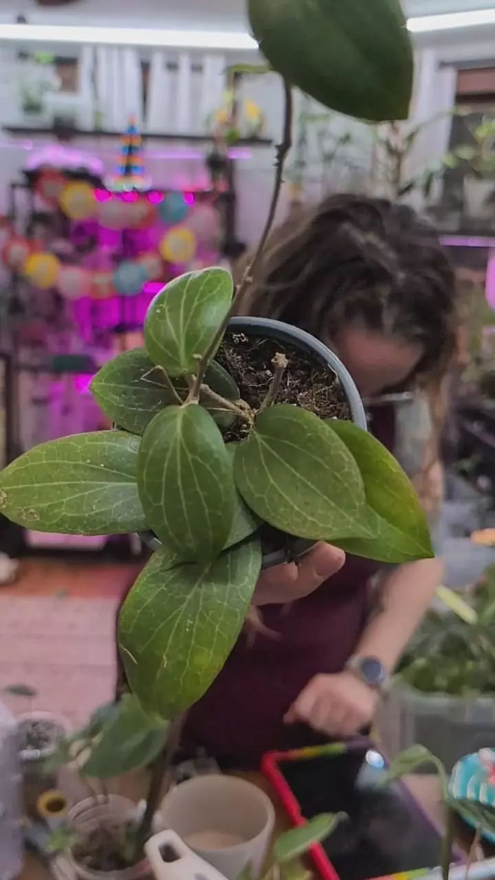 hoya fitichi thumbnail