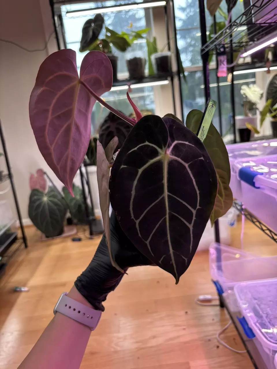 🔥NEW🧯*0030* Carla (round.gph) x gph thumbnail