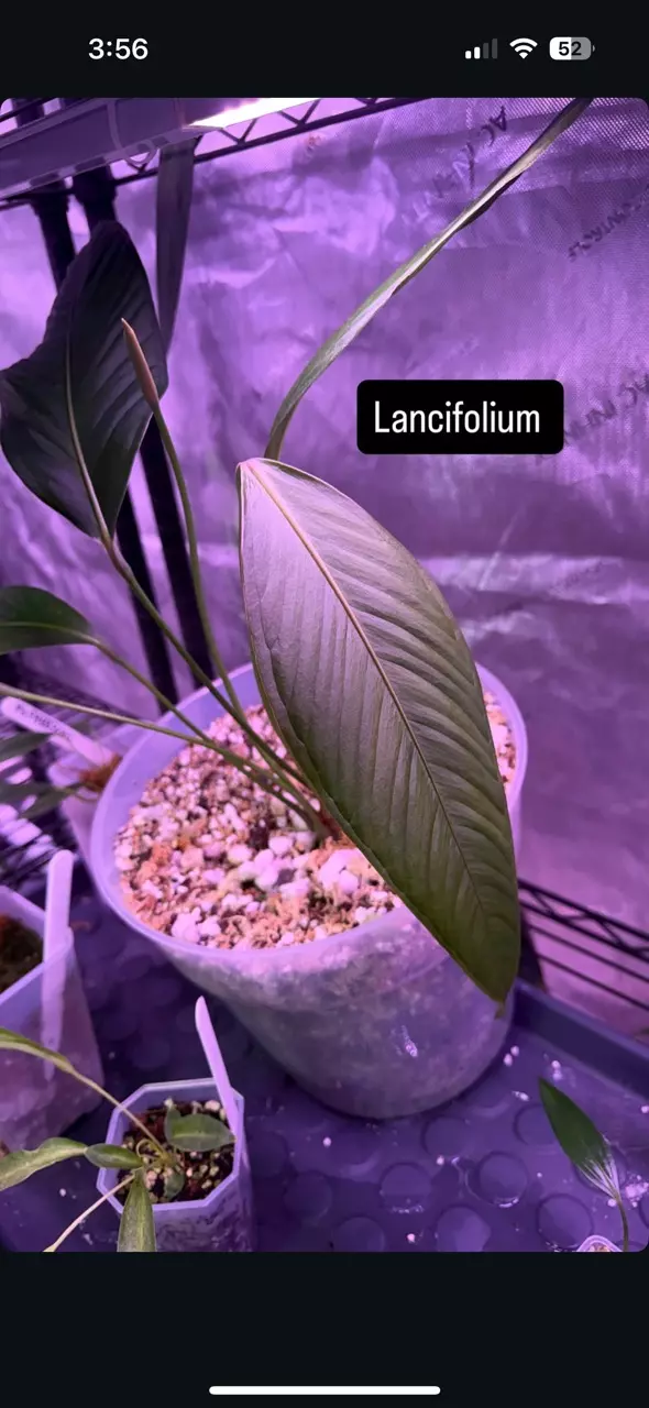 anthurium sp. Lancifolium *GC* thumbnail