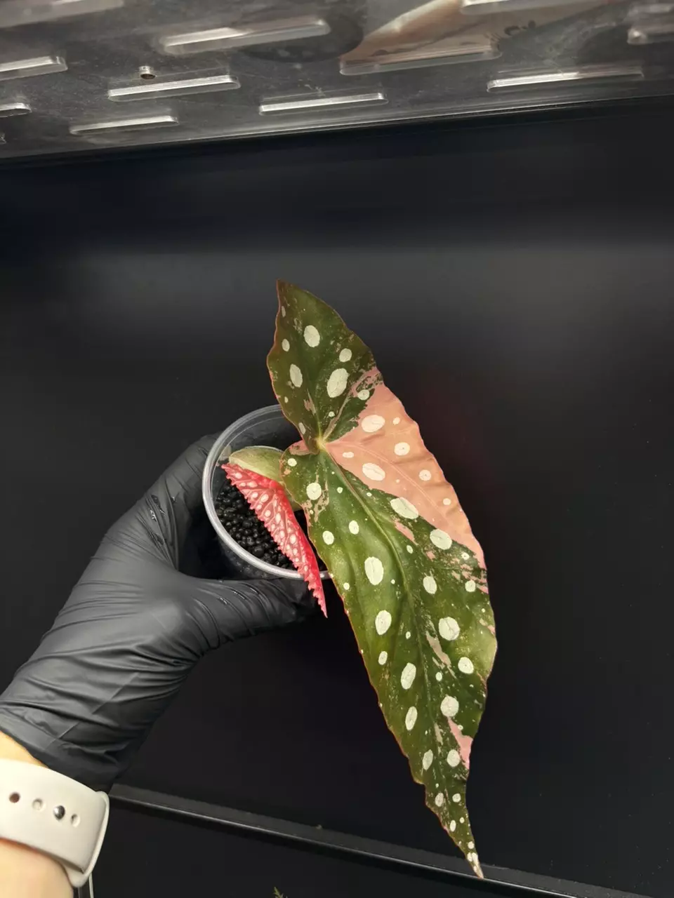 *0025* Begonia Maculata pink Variegated thumbnail