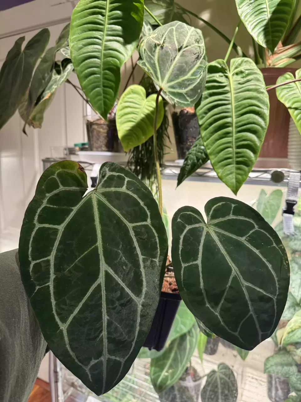 28 Anthurium Zara/Michelle x Open thumbnail