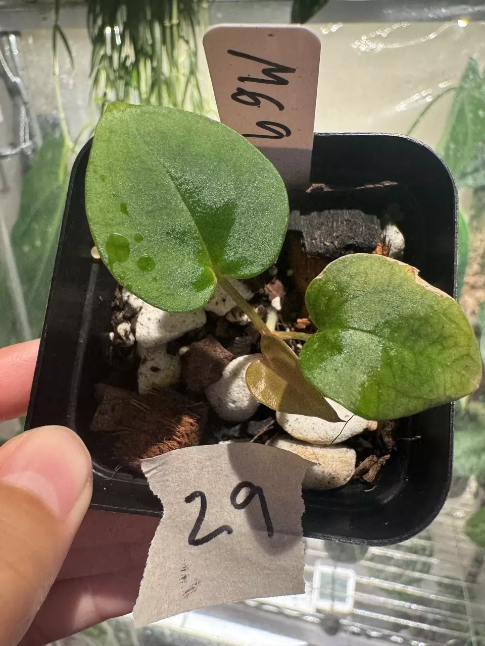 29 M69 Anthurium Michelle X WFN/Pap thumbnail