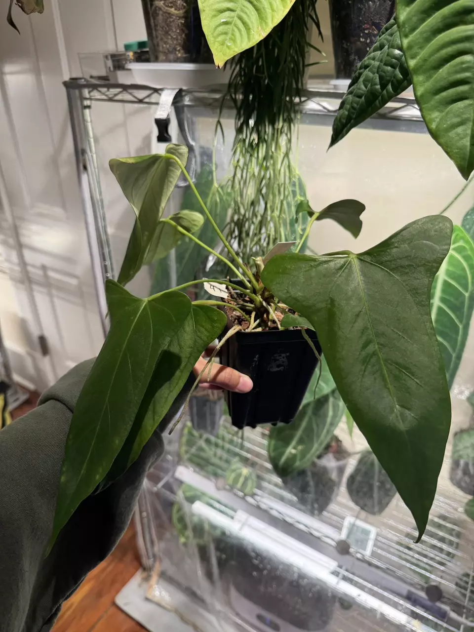 41 Anthurium FDM x Ree Port thumbnail