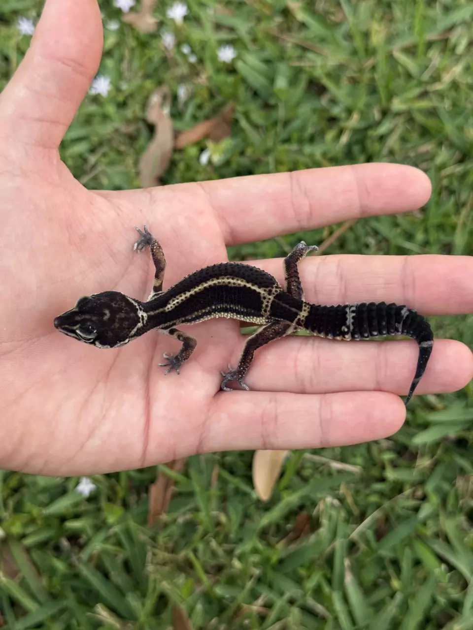 Black Night baby thumbnail