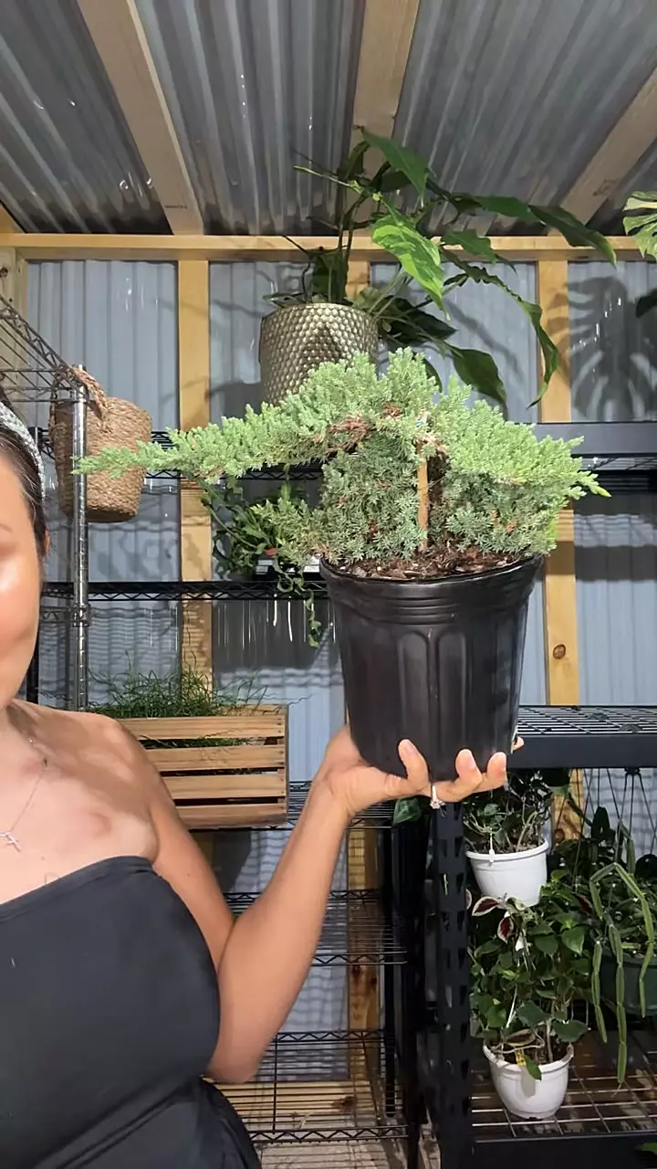 6” juniper bonsai thumbnail