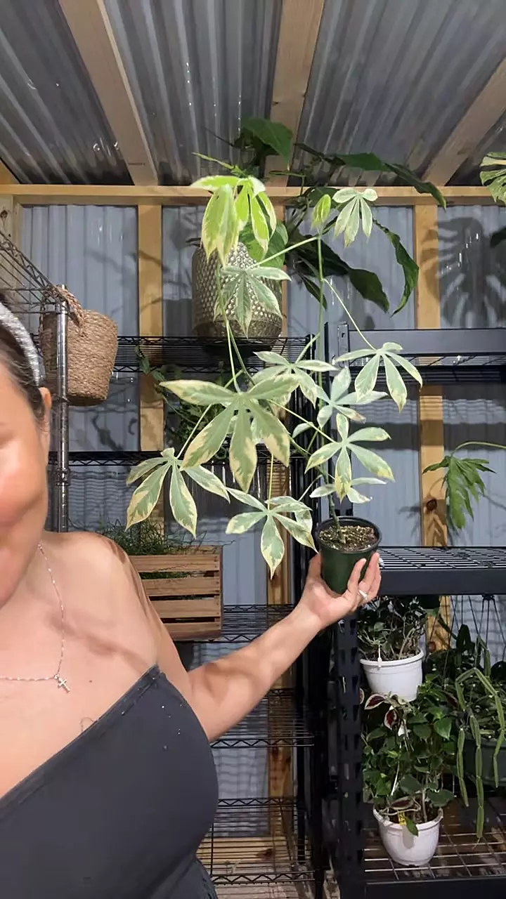 4” var cassava / yucca thumbnail